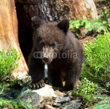 Fototapety little Bear