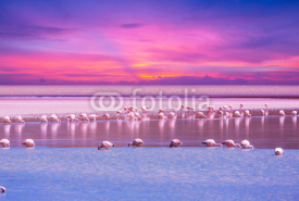 Naklejki Flamingo