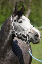 Fototapety Gorgeous horse with nice halter