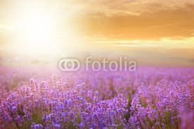 Naklejki Sunset over a lavender field.