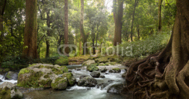 Fototapety forest waterfall