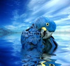 Naklejki Blauer Papagei