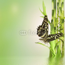 Fototapety papillon sur lucky bamboo