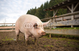 Fototapety Pig on a farm