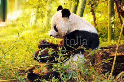 big panda sitting on the forest floor eating bamboo