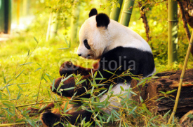 Fototapety big panda sitting on the forest floor eating bamboo