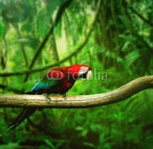 Naklejki Parrot in the jungle
