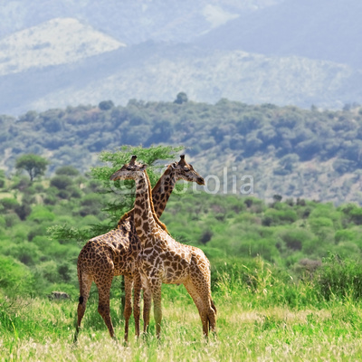 Giraffes in Tarangire National Park, Tanzania