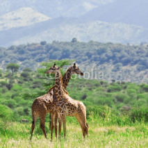 Naklejki Giraffes in Tarangire National Park, Tanzania