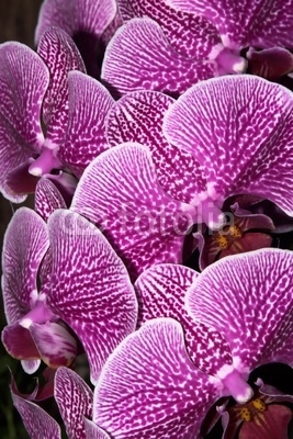 bouquet of orchids