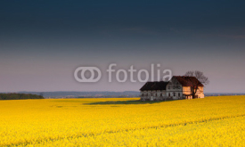 Old devastated building on canola field