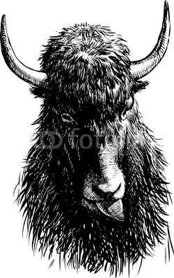 bull head