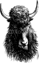 Fototapety bull head