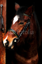 Fototapety horse