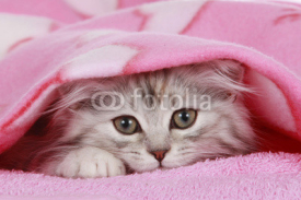 Fototapety Kätzchen schaut unter Decke hervor - cat hides under blanket