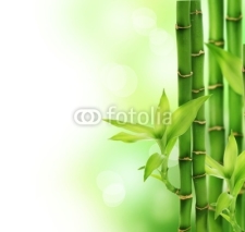 Fototapety Bamboo