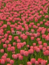 Naklejki Beautiful Red Tulips.