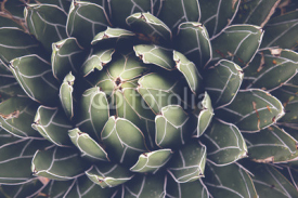 Naklejki Close up of agave succulent plant, selective focus, toning