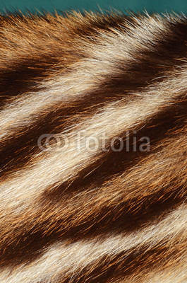 closeup of tiger fur