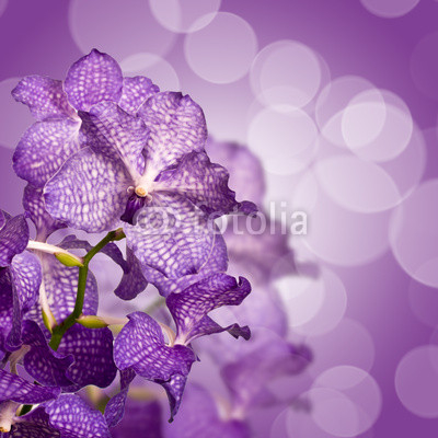 Orchidée Vanda, carré fond violet