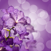 Naklejki Orchidée Vanda, carré fond violet