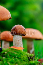 Naklejki Mushrooms in the moss