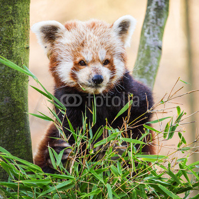 panda red
