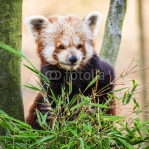Fototapety panda red