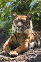 Naklejki Bengal- or Asian tiger in morning sun