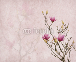 Obrazy i plakaty Pink magnolia flowers on old paper background
