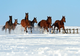 Naklejki Herd of horses running on a snowy field