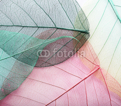 Fototapety Macro leaves background texture