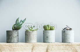 Fototapety Succulents in diy concrete pot. Scandinavian room interior decor