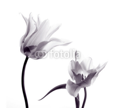 Fototapety tulip  silhouettes on white