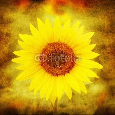 Grunge image of sunflower.