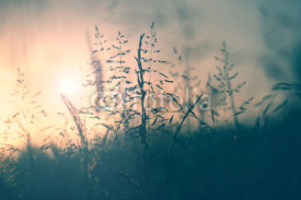 Naklejki Vintage meadow sunset