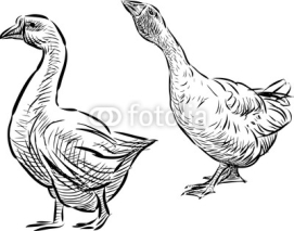 Naklejki two geese