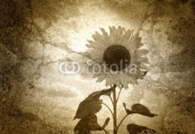 Naklejki Altes Foto - Die Sonnenblume