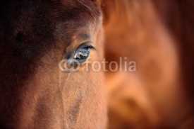 Naklejki Horse eye