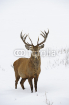 Naklejki Red deer in winter