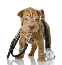 Fototapety shrpei puppy dog with a stethoscope on his neck. isolated 