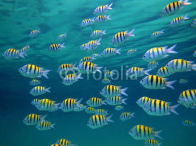 Fototapety Sergeant-Major fishes