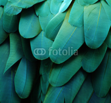 Obrazy i plakaty Macaw Feathers (Turquoise)