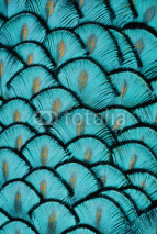 Turquoise Feathers