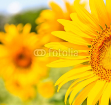 Naklejki beautiful yellow Sunflower