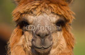 Fototapety Alpaca face of female