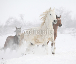 Naklejki Batch of horses running in winter