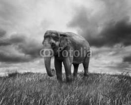 Fototapety Elephant