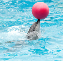 Naklejki Performing dolphin with red ball
