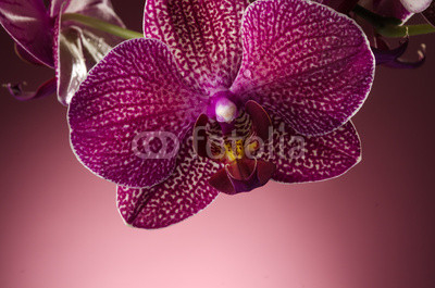 Orchid with drops of water
